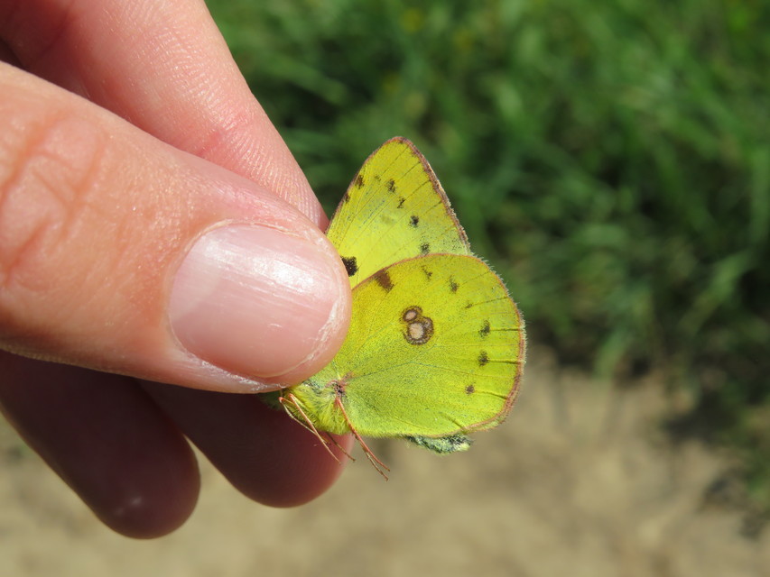 Colias hyale/alfacariensis