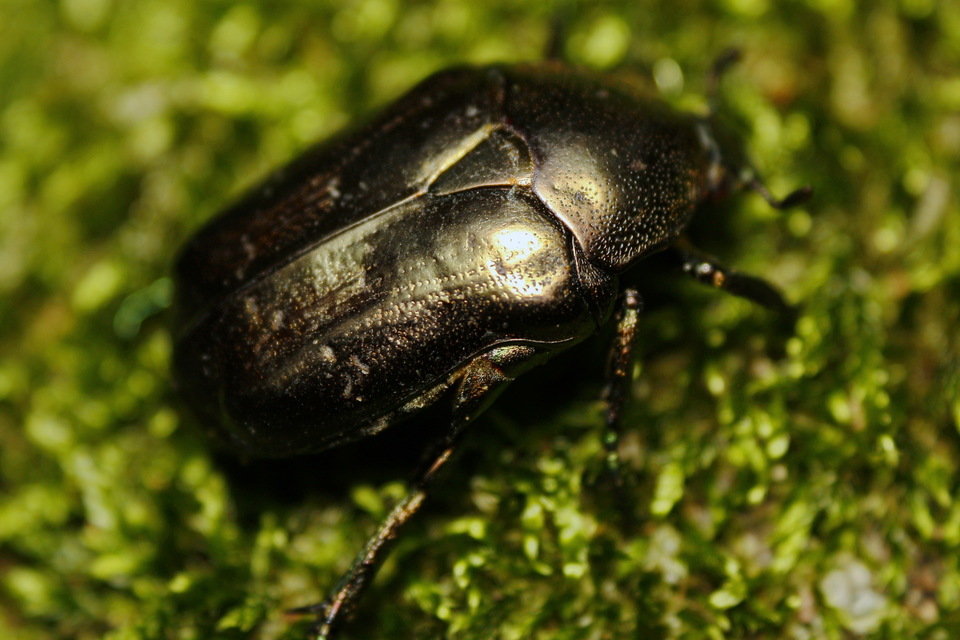 Protaetia marmorata - márványos virágbogár