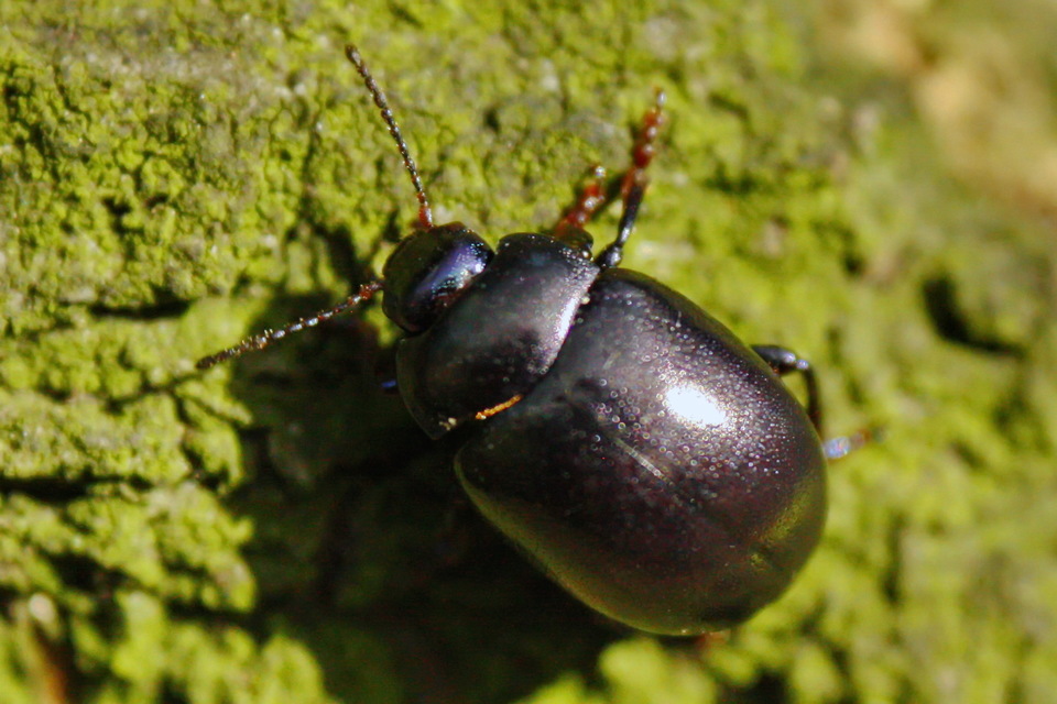 Chrysolina sturmi - vöröslábú levelész