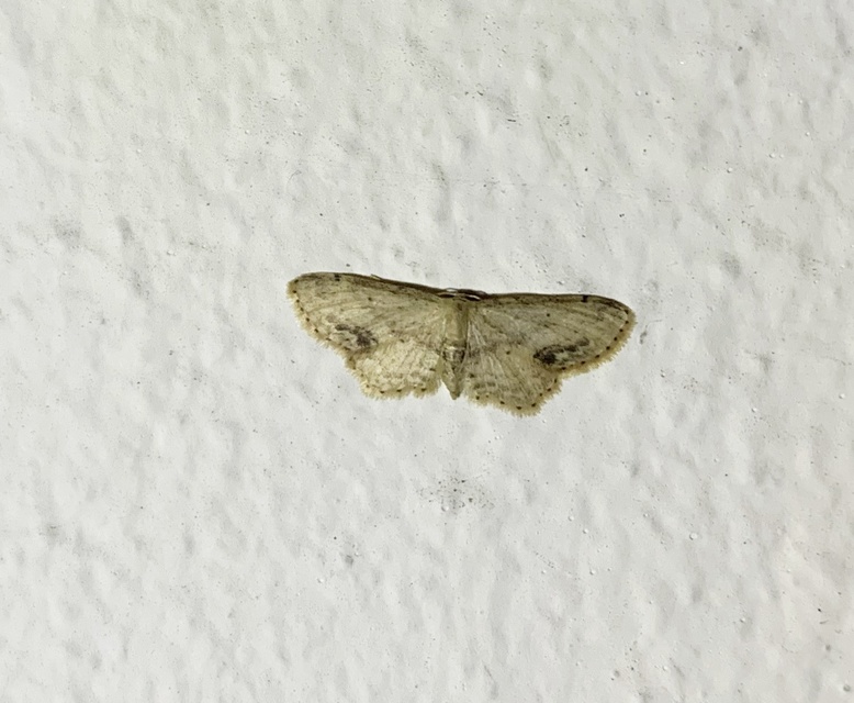 Idaea dimidiata - gyakori apróaraszoló