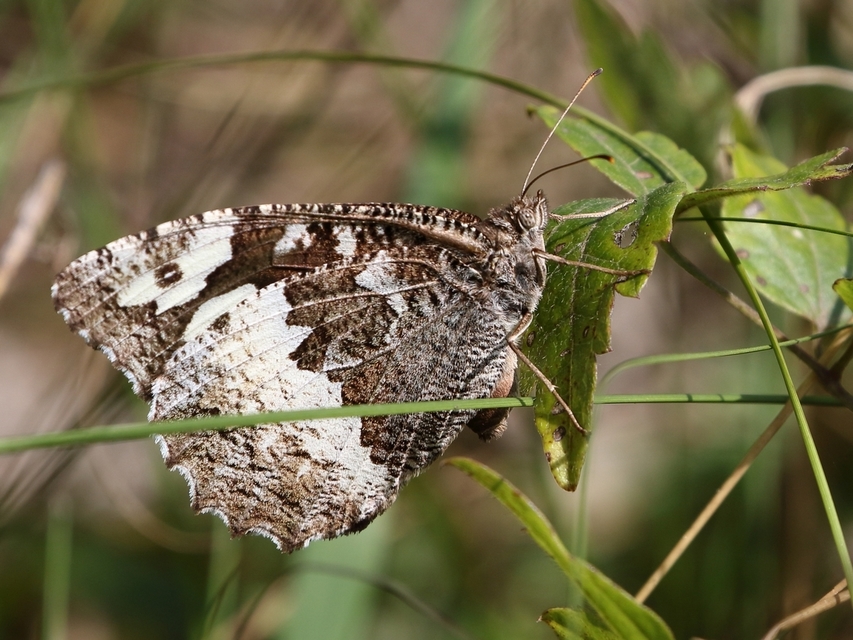 Brintesia circe - fehéröves szemeslepke