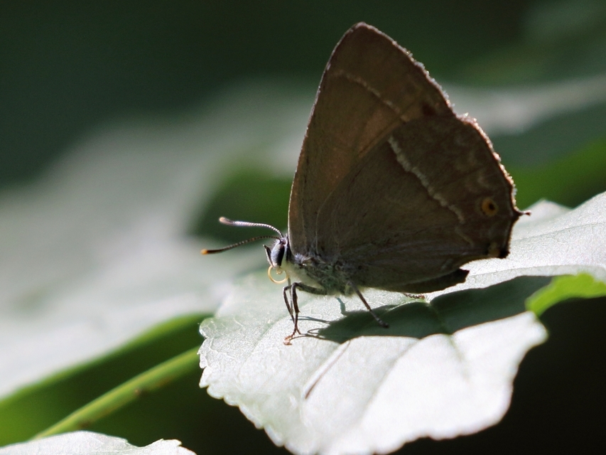 Neozephyrus quercus - tölgyfalepke