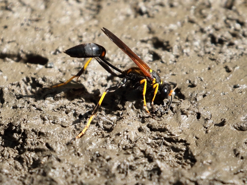 Sceliphron caementarium - feketenyelű lopódarázs