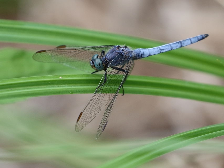 Orthetrum coerulescens - karcsú pásztorszitakötő