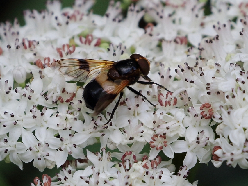Volucella pellucens - üvegpotrohú pihelégy