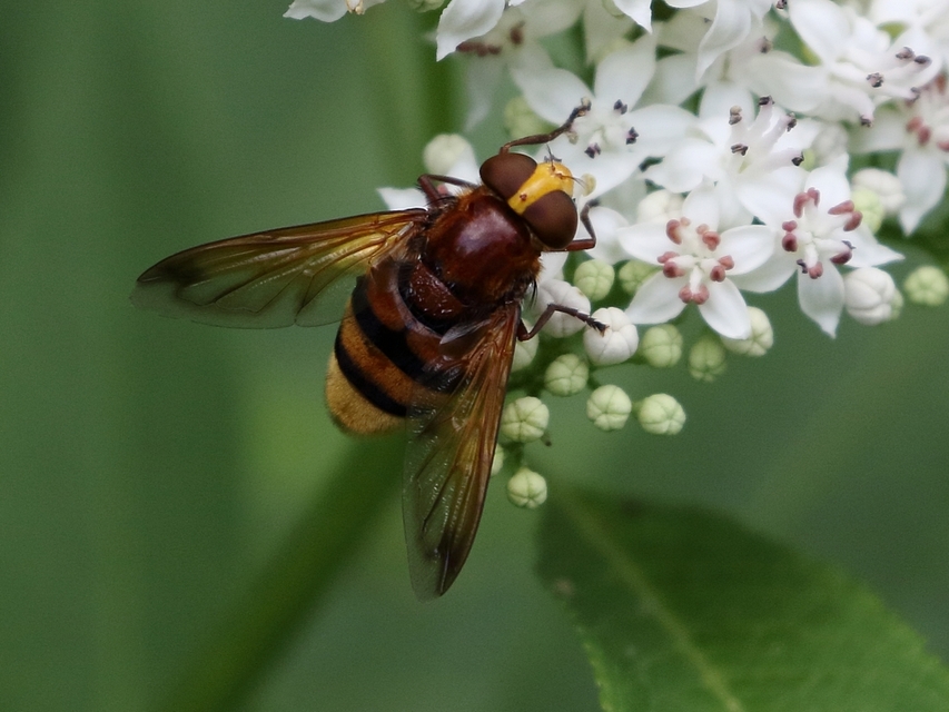 Volucella zonaria - kétöves pihelégy