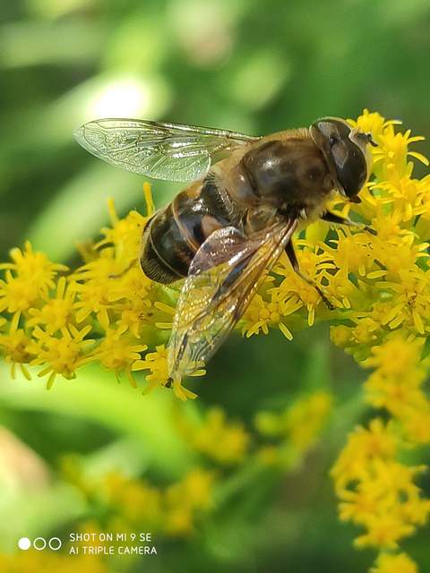 Eristalis tenax - közönséges herelégy