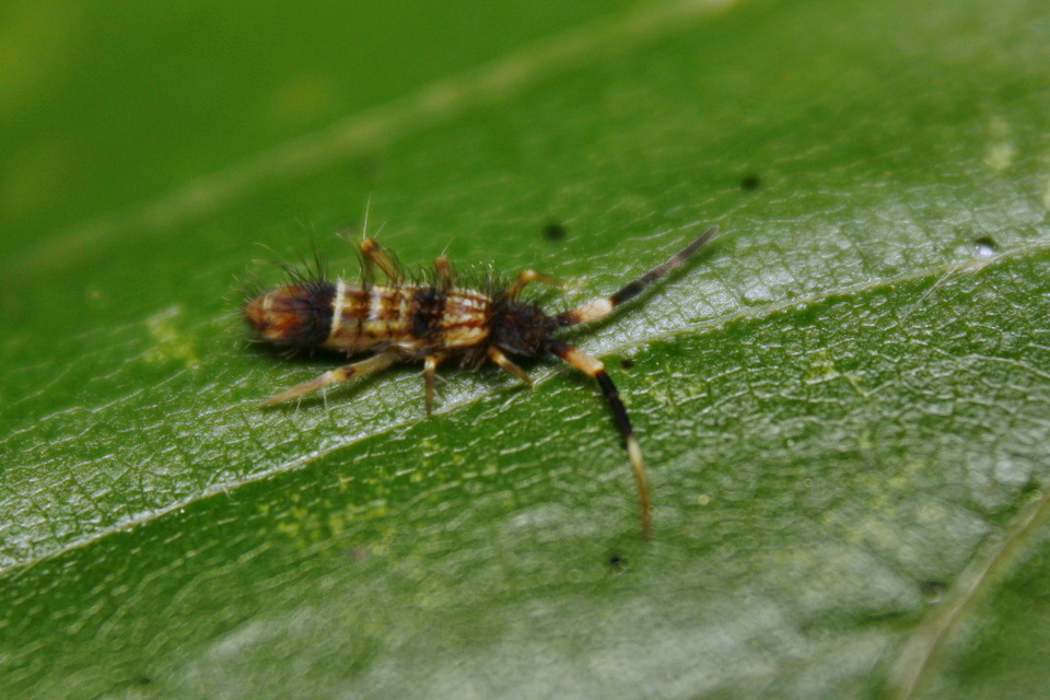 Orchesella