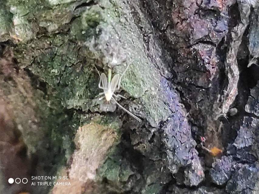Chironomidae - árvaszúnyogok