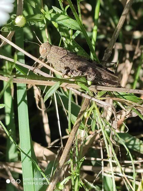 Calliptamus italicus - olaszsáska