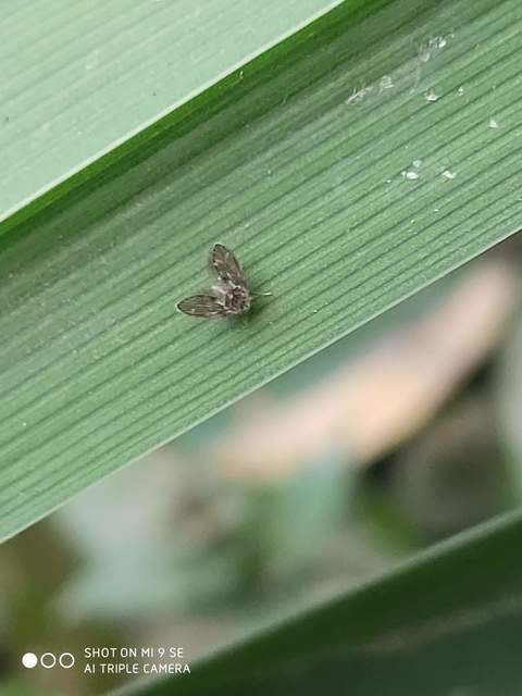 Psychodidae - lepkeszúnyogok