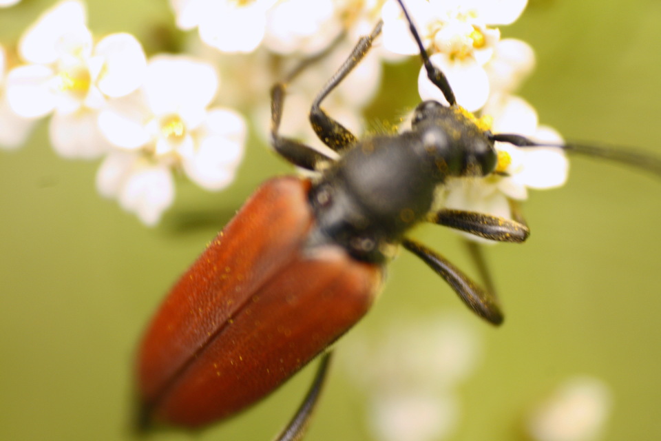 Anastrangalia sanguinolenta - kétszínű virágcincér