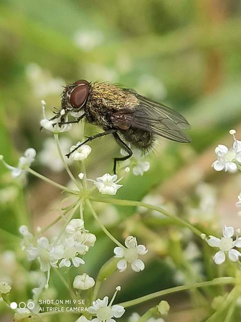 Pollenia