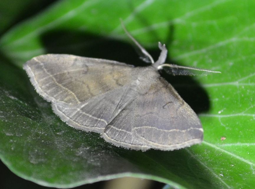 Pechipogo plumigeralis - tollascsápú karcsúbagoly