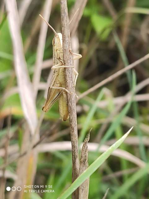 Euchorthippus declivus - rövidszárnyú rétisáska