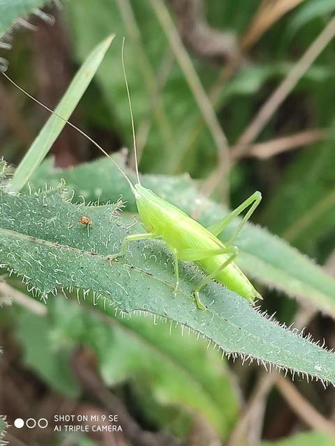 Ruspolia nitidula - nagy kúpfejűszöcske