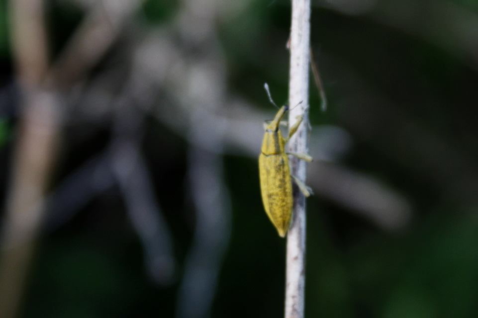 Lixus iridis - bürökfúró dudvabarkó