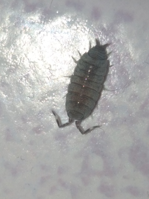 Porcellionides pruinosus - hamvas ászka Porcellionides pruinosus - hamvas ászka