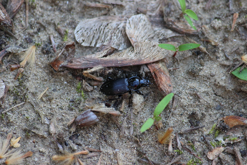 Pterostichus melanarius - közönséges gyászfutó