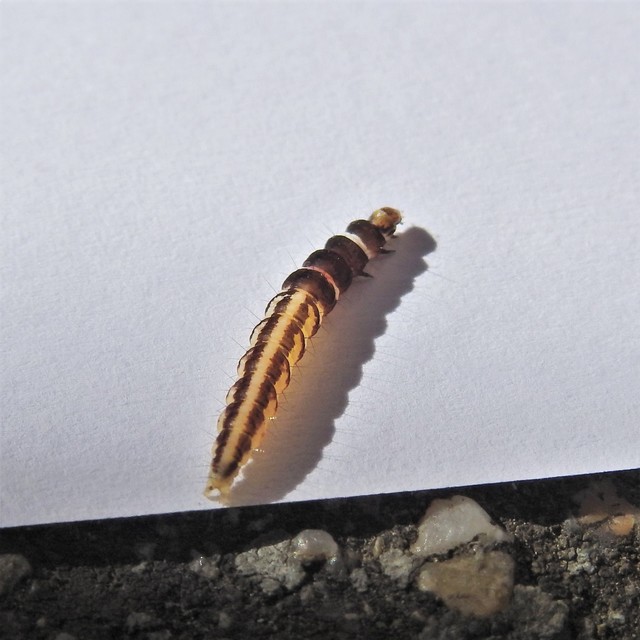 Helcystogramma triannulella - szuláksodró lápimoly