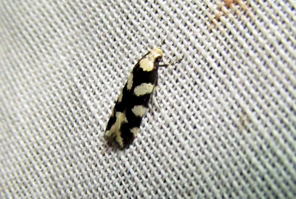 Pseudotelphusa tessella - sóskafamoly