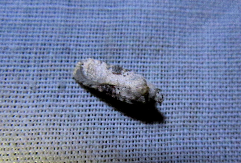 Agonopterix alstromeriana - bürök-laposmoly