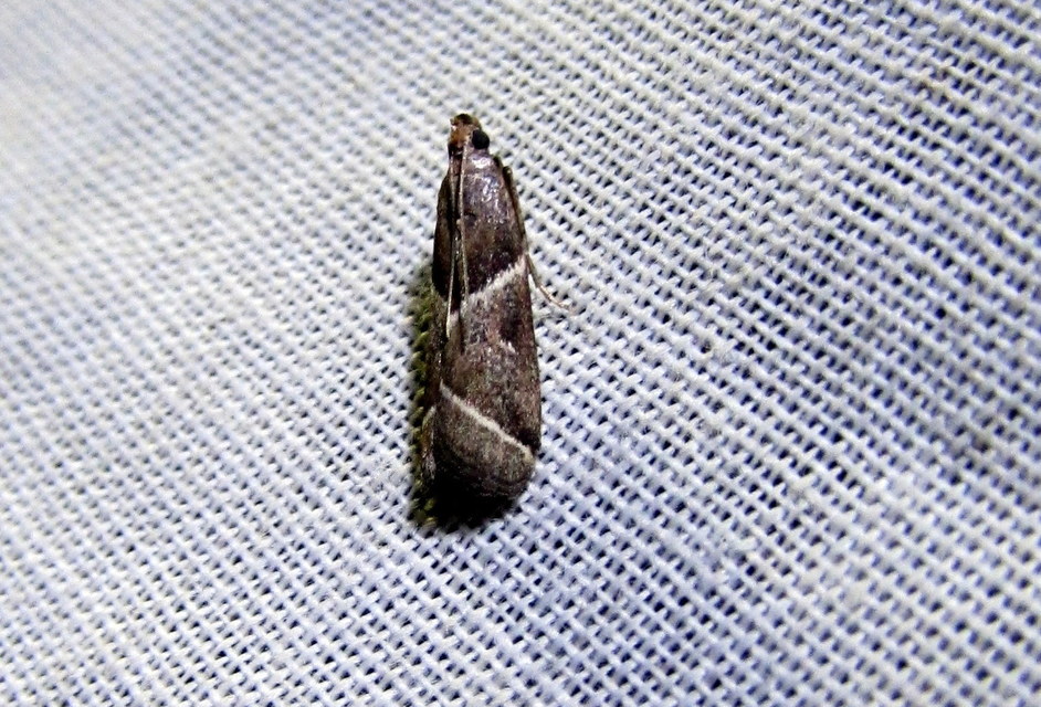 Nyctegretis lineana - agátszínű karcsúmoly