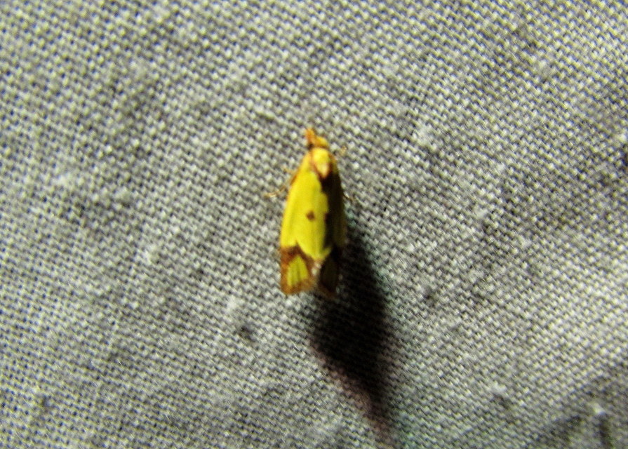 Agapeta zoegana - barnacsíkos sárgamoly