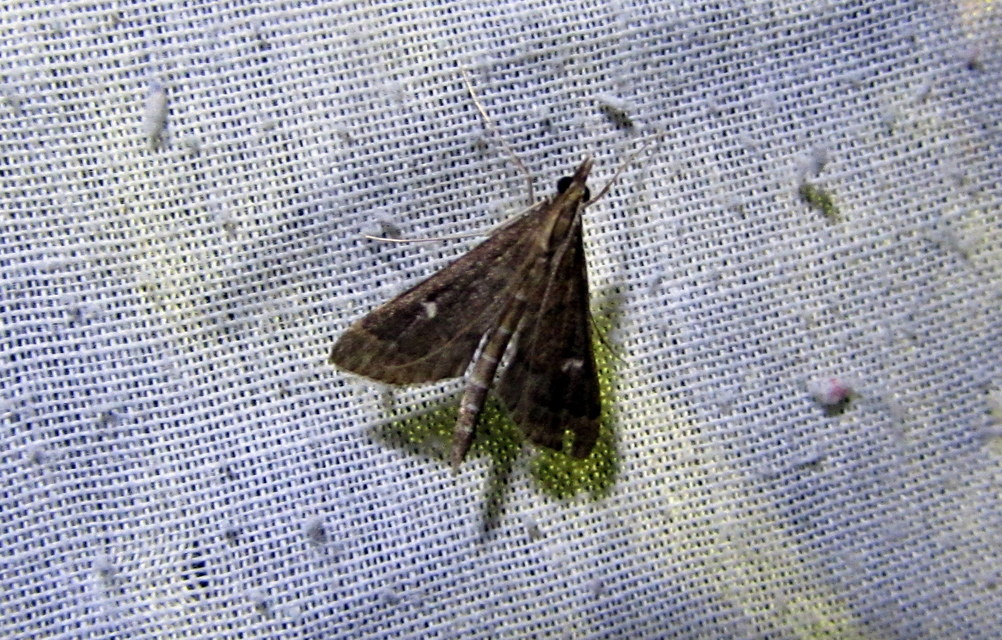 Dolicharthria punctalis - hosszúlábú tűzmoly
