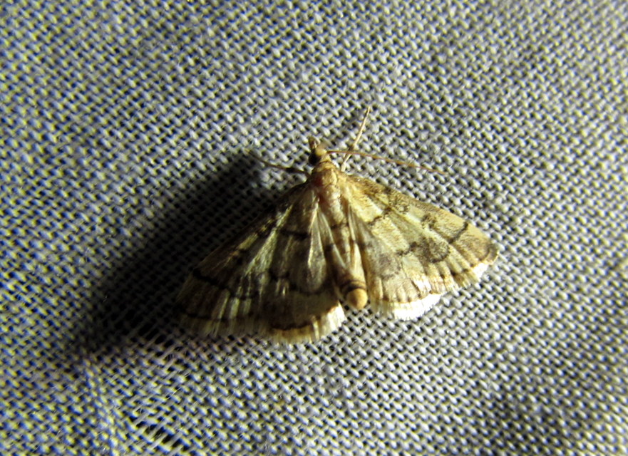 Metasia ophialis - kígyósávos tűzmoly