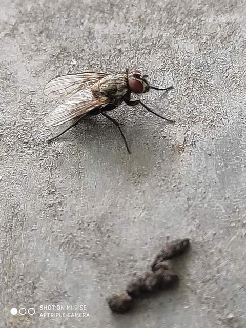Muscidae - igazi legyek