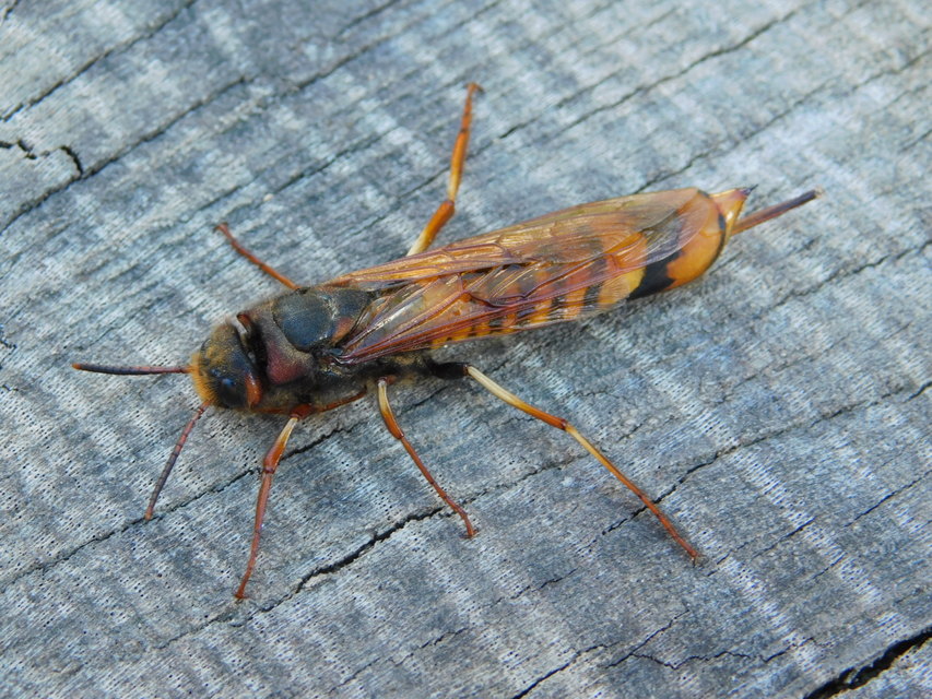 Tremex fuscicornis - sárgagyűrűs fadarázs