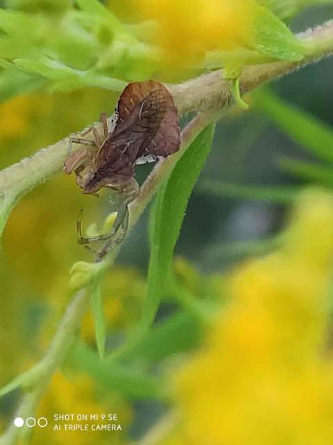 Phymata crassipes - fogólábú poloska