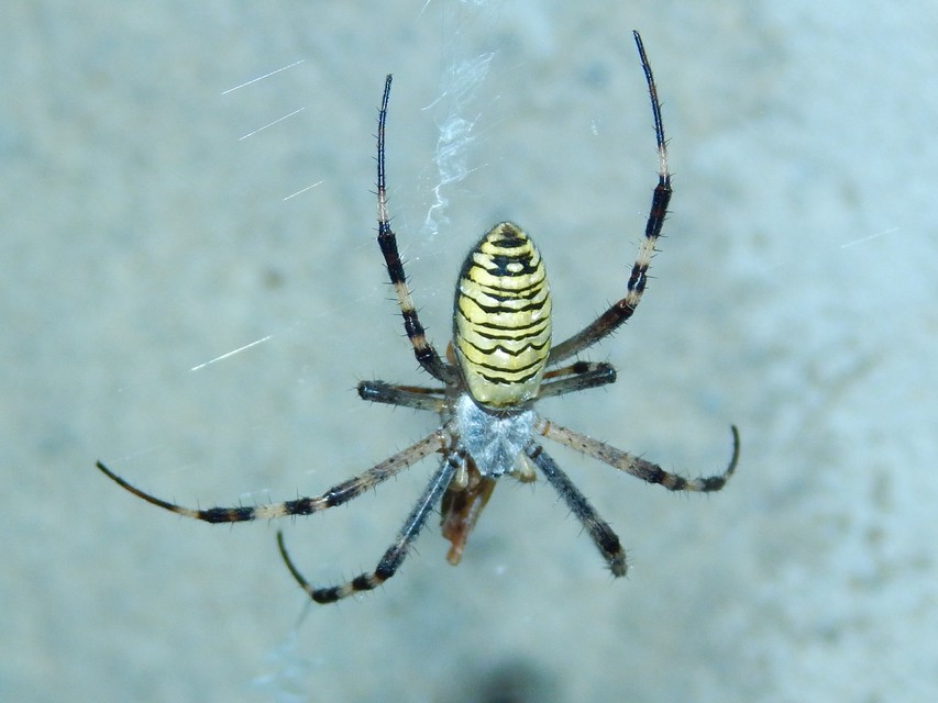 Argiope bruennichi - darázspók