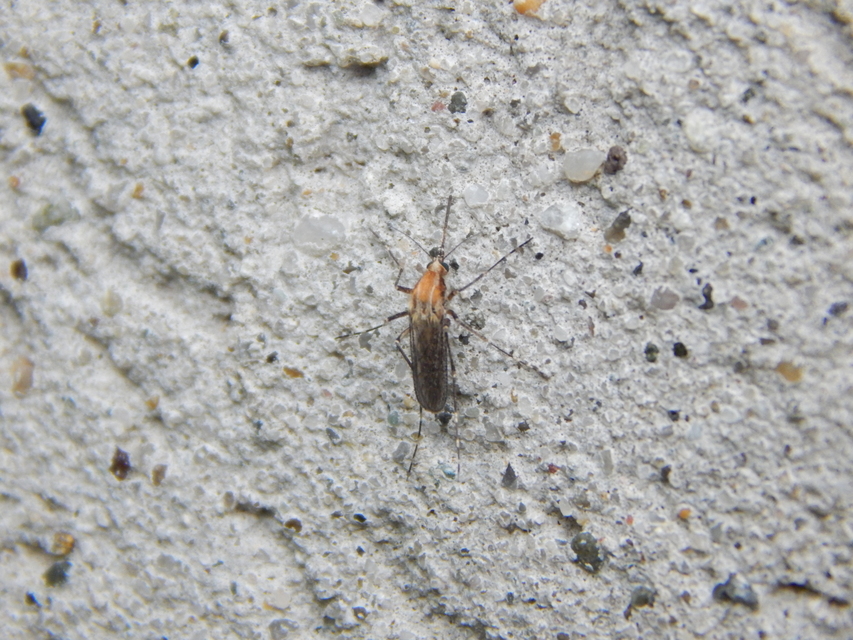 Culicidae - csípőszúnyogok