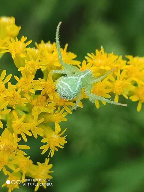 Heriaeus graminicola/hirtus