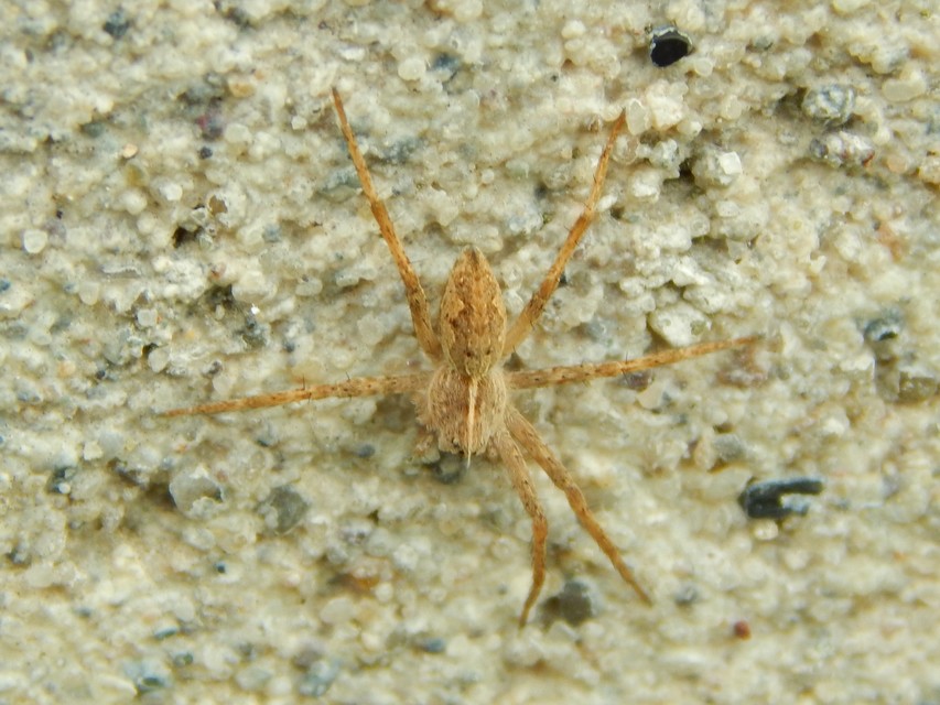 Pisaura mirabilis - csodáspók