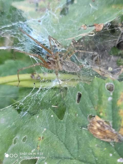 Allagelena gracilens - karcsú tölcsérpók