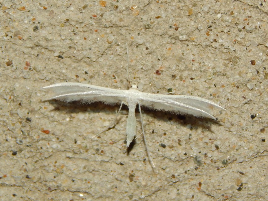 Pterophorus pentadactyla - fehér tollasmoly