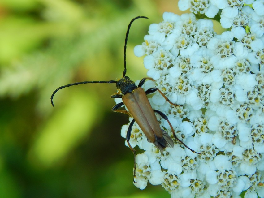 Stictoleptura rubra - vörös virágcincér