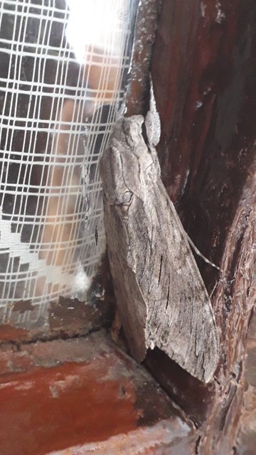 Agrius convolvuli - szulákszender