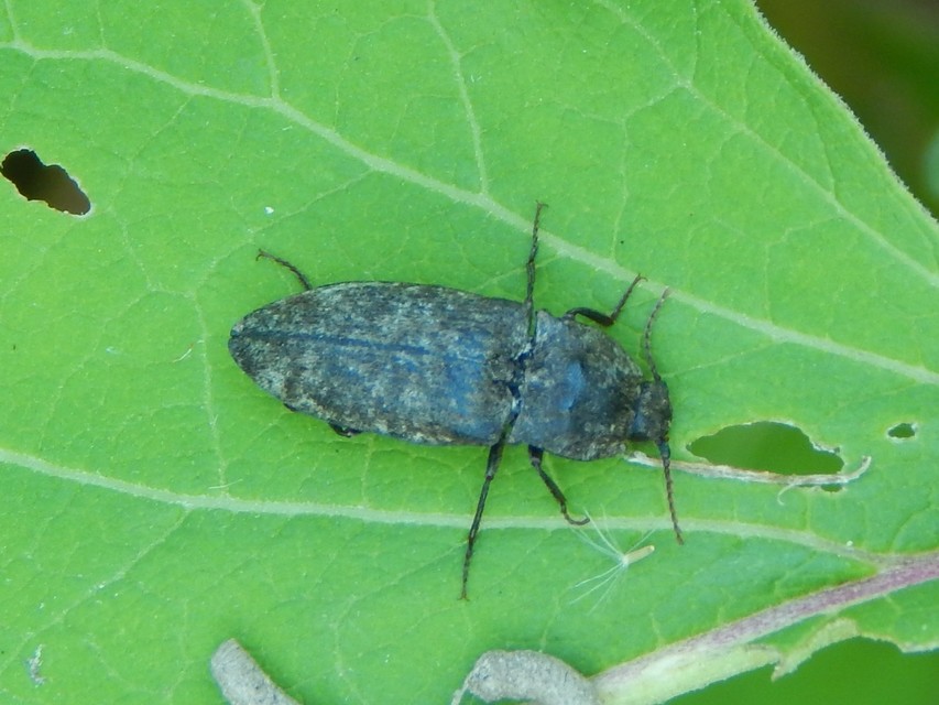 Agrypnus murinus - egérszínű pikkelyespattanó