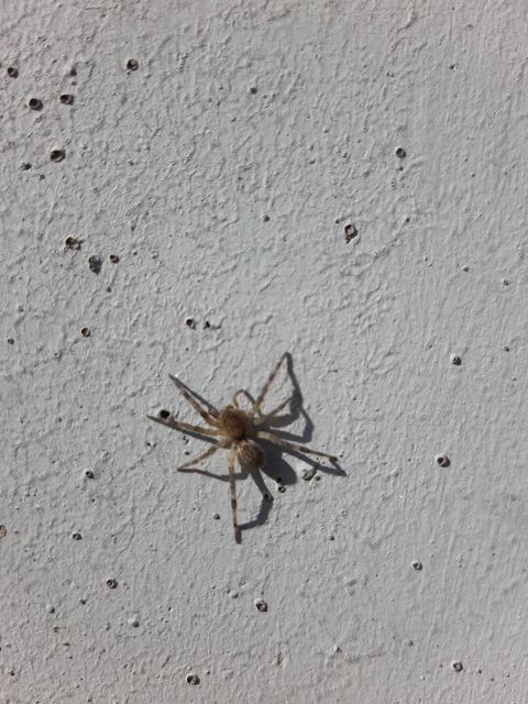Geolycosa vultuosa - pokoli cselőpók