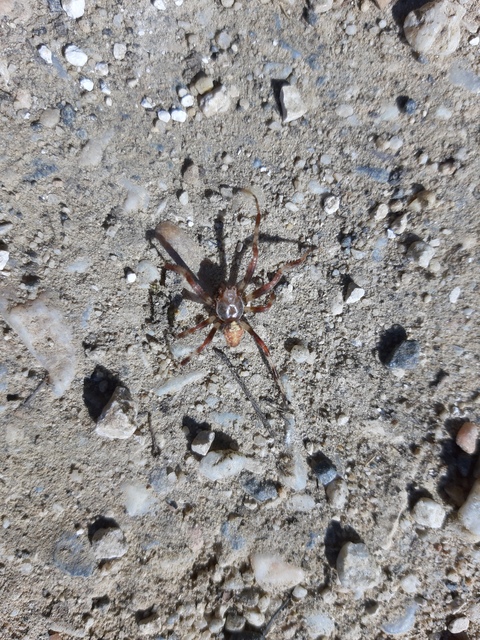 Araneus marmoreus - márványos keresztespók