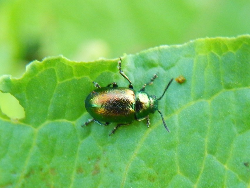 Gastrophysa viridula - sóska-levélbogár Gastrophysa viridula - sóska-levélbogár