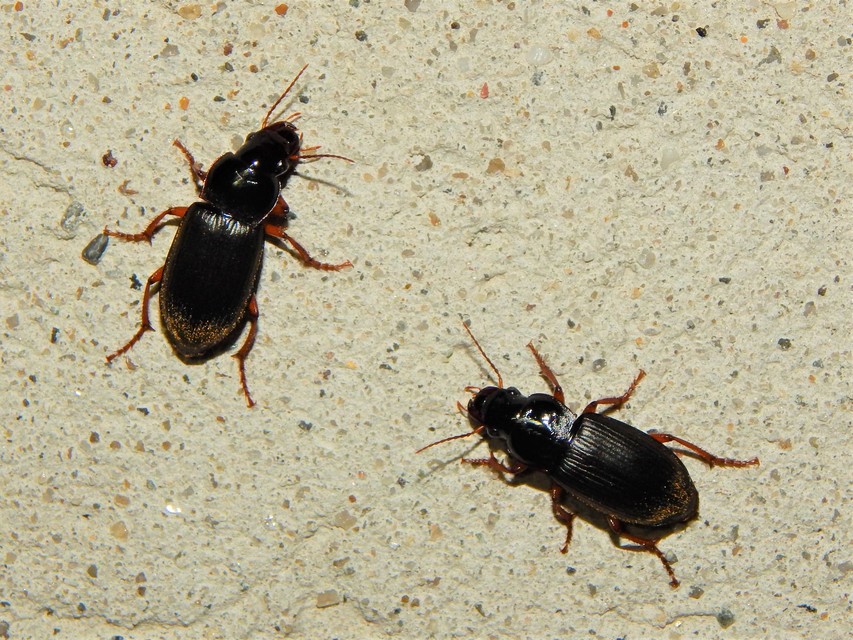 Harpalus rufipes - nagy selymesfutó