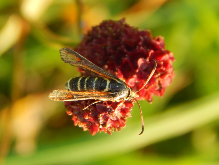 Sesiidae - szitkárfélék