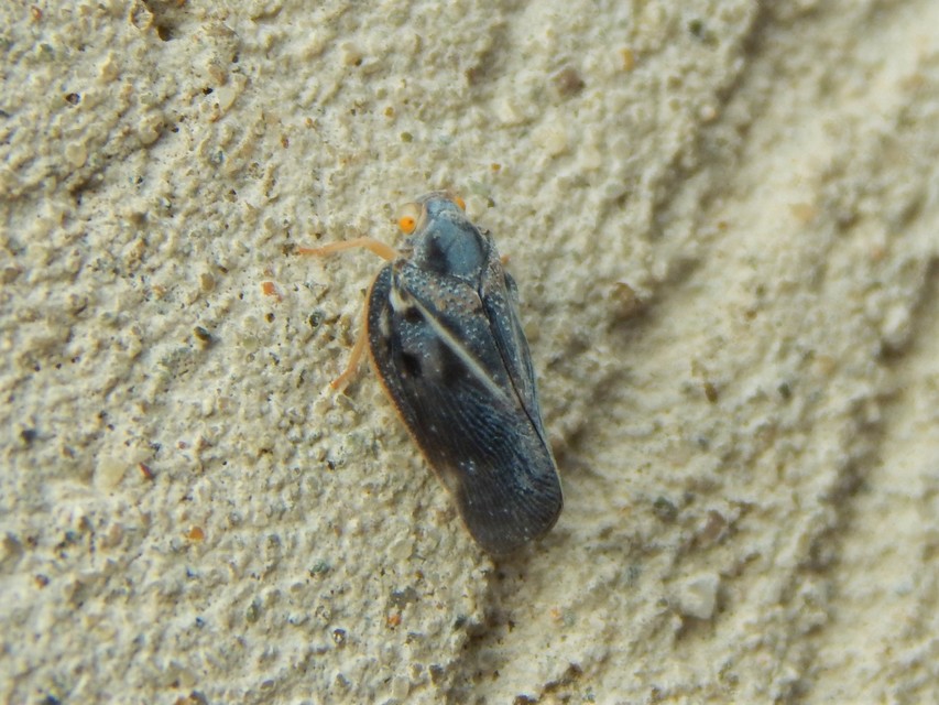 Metcalfa pruinosa - amerikai lepkekabóca