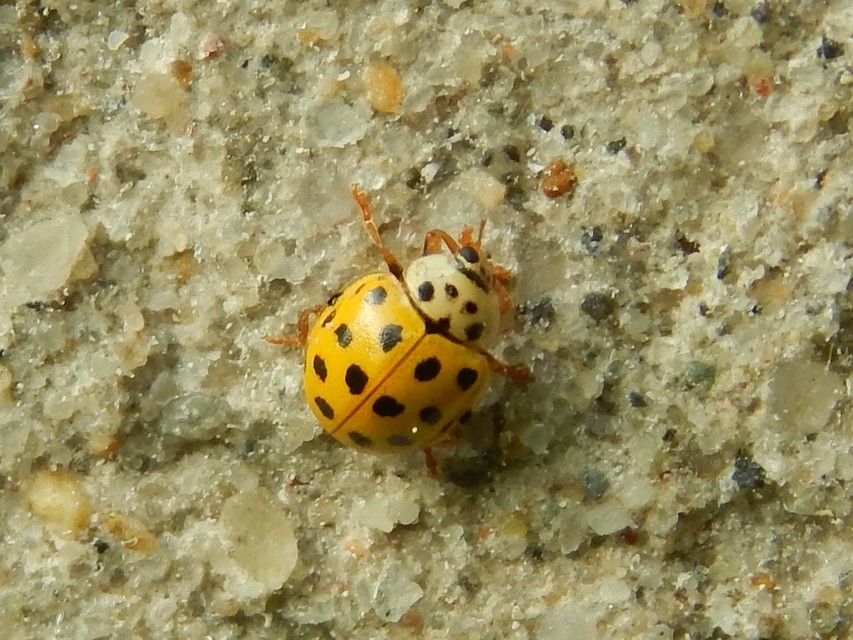 Psyllobora vigintiduopunctata - huszonkétpettyes katica