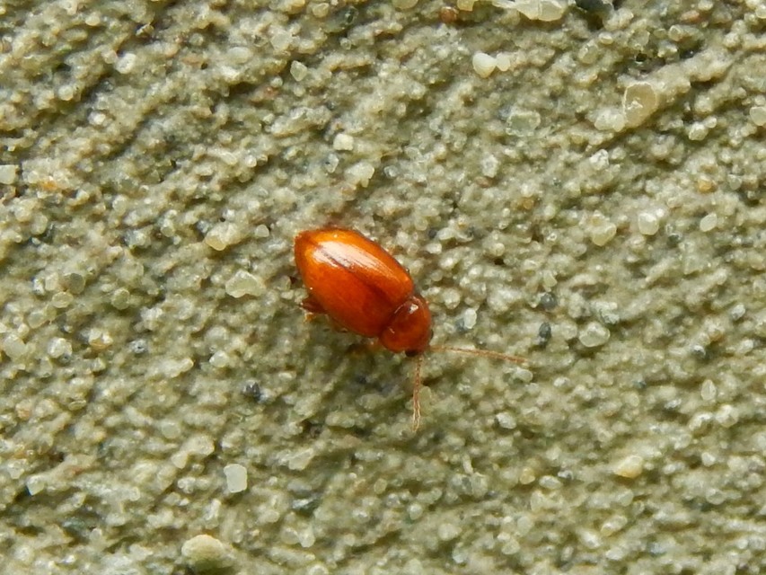 Neocrepidodera